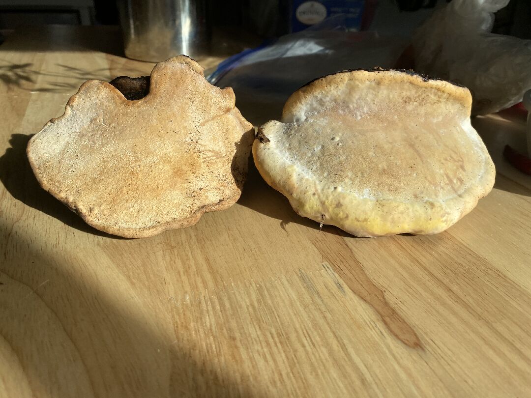 這是什麼靈芝？