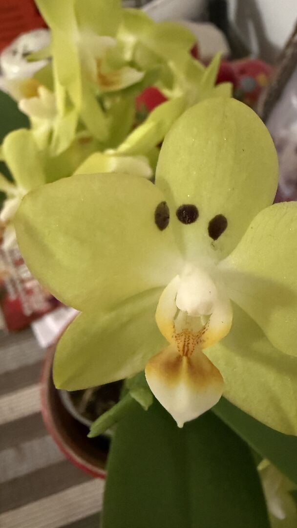 蝴蝶蘭的花瓣冒出黑點