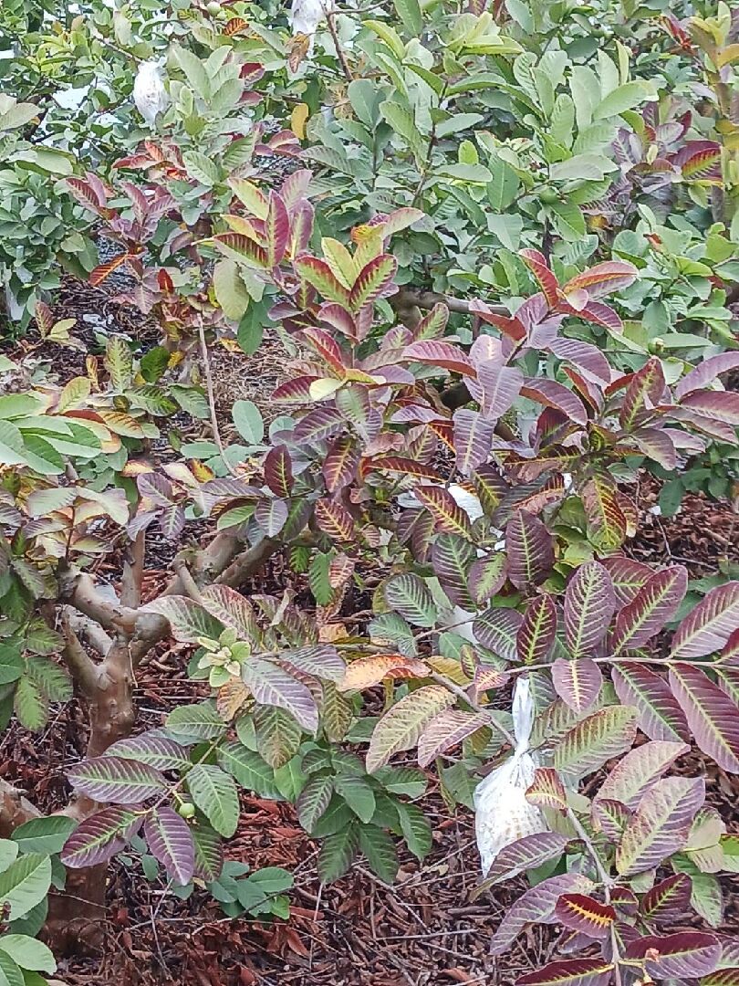 想請問芭樂的葉子變紅是什麼原因造成的？