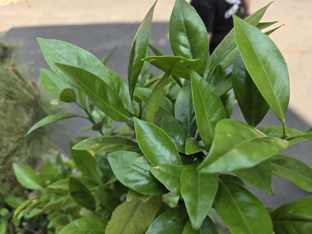 請問大神們橘子樹葉子黃斑問題