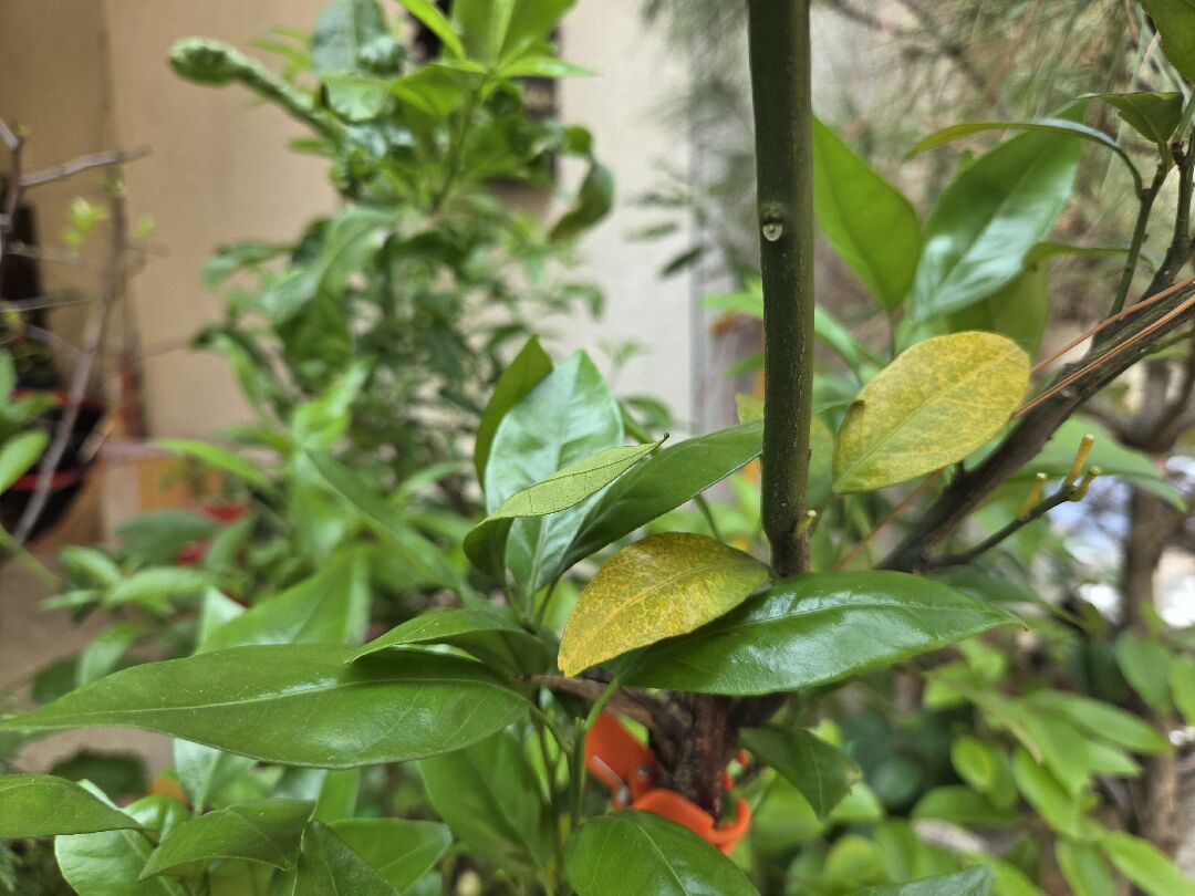 請問大神們橘子樹葉子黃斑問題