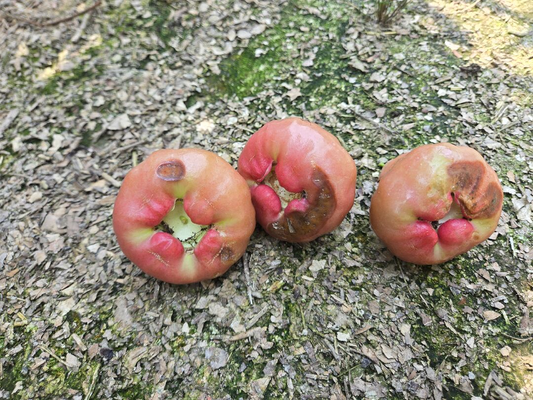 蓮霧下雨後果皮潰爛