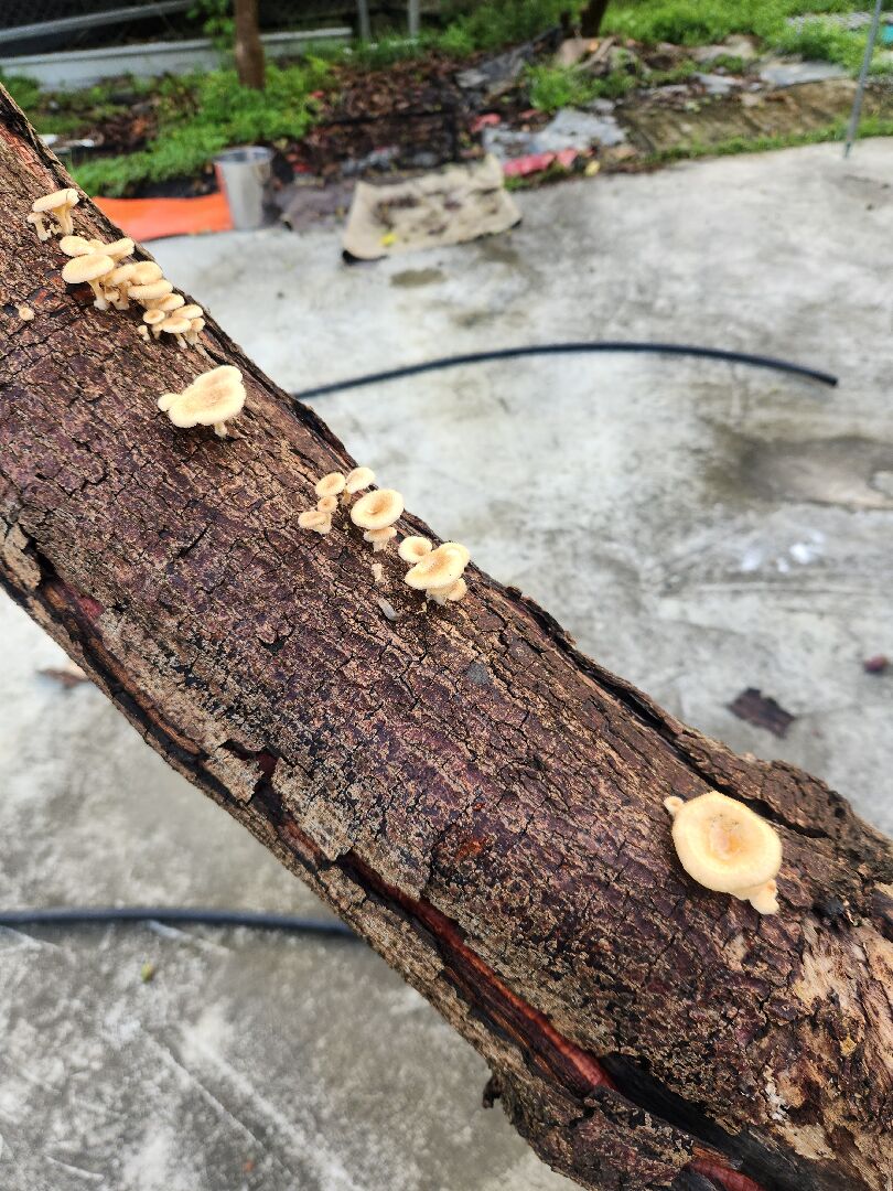 這是什麼菇？謝謝專家！