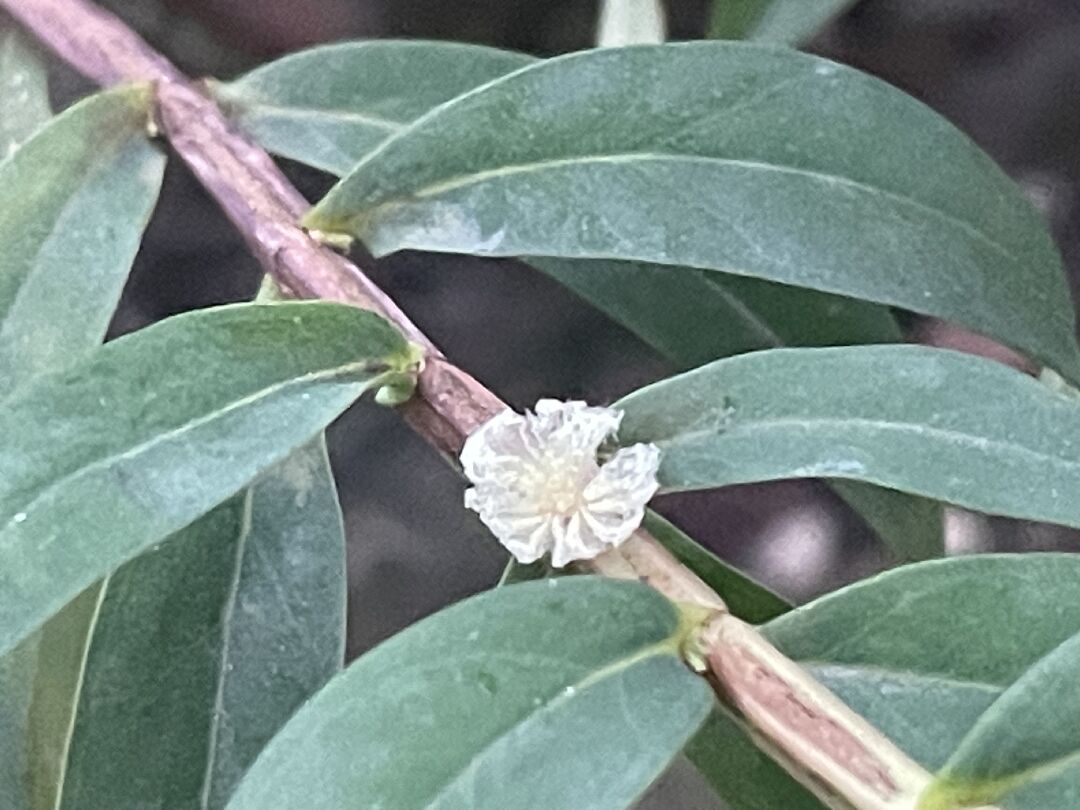 這個蟲是什麼呢？