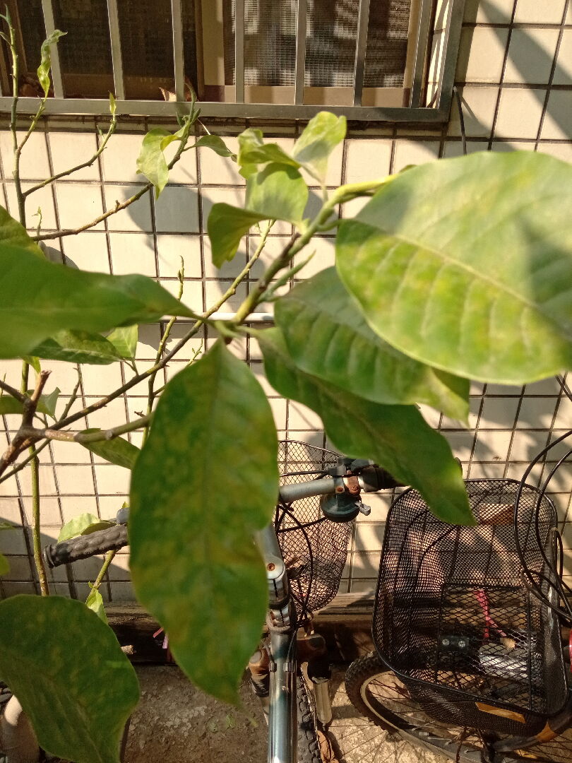 玉蘭花葉子變黃捲驅