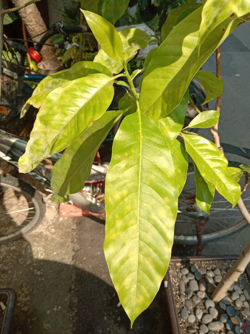 玉蘭花葉子變黃捲驅