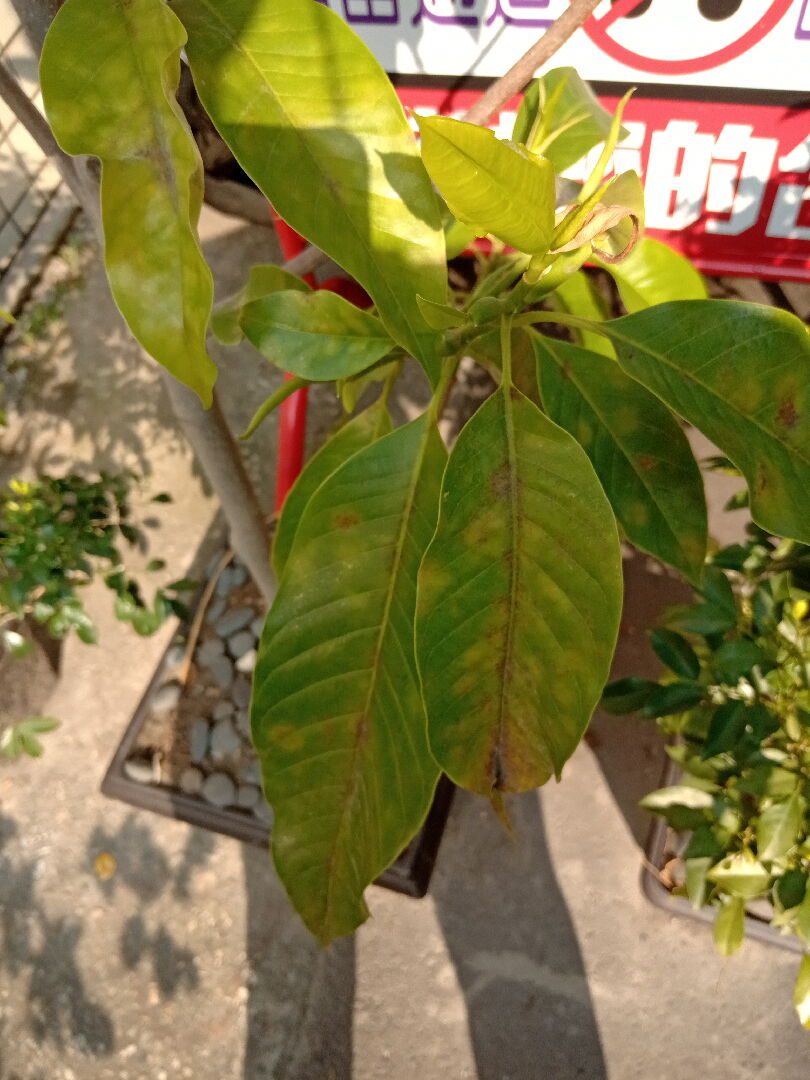 玉蘭花葉子變黃捲驅