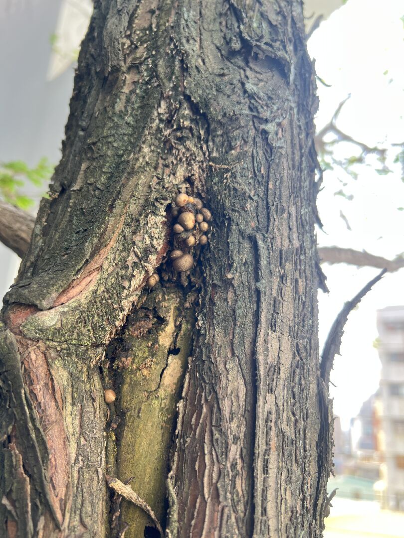 落羽松樹幹有一塊凹洞，突然長了一顆一顆的東西