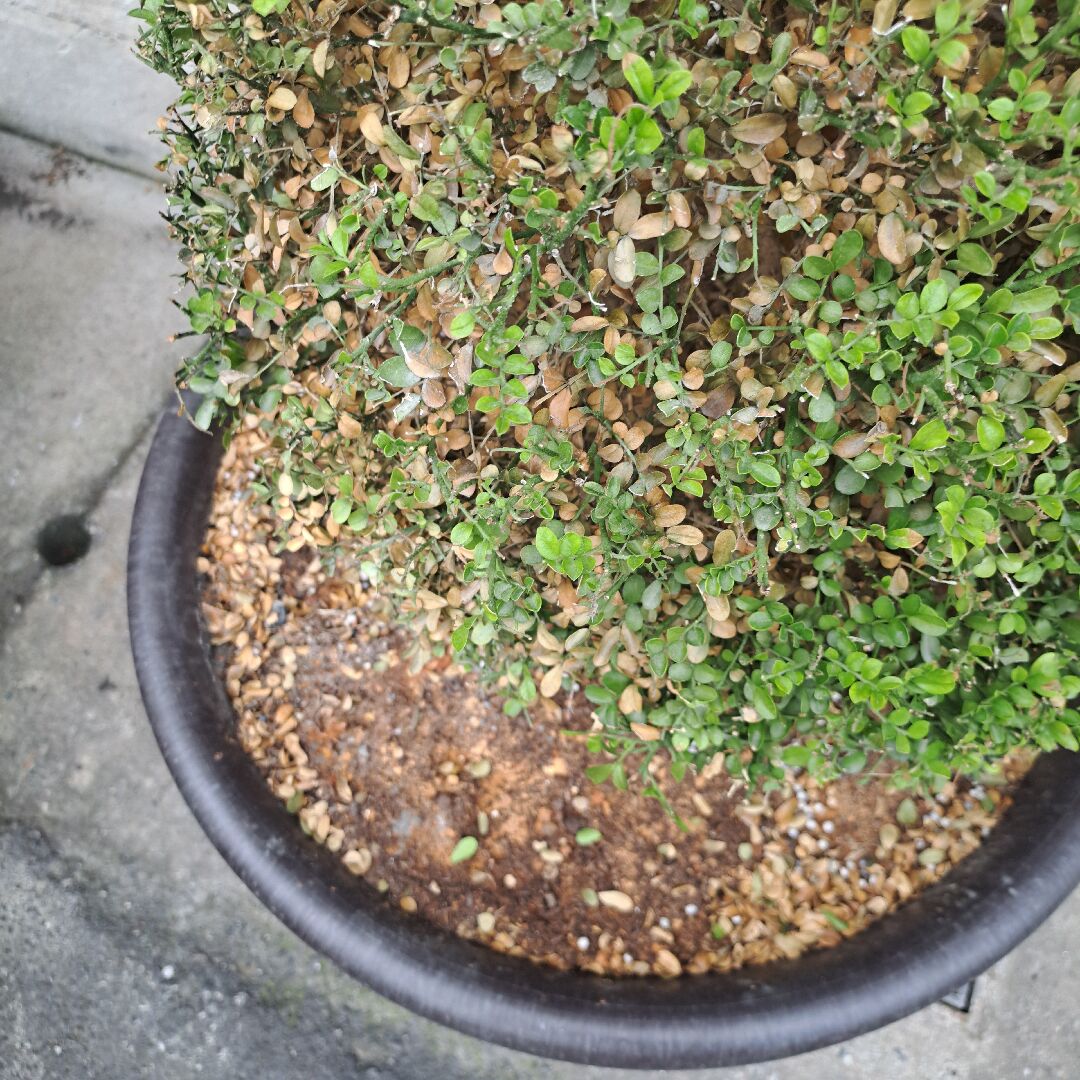 細葉七里香枯黃