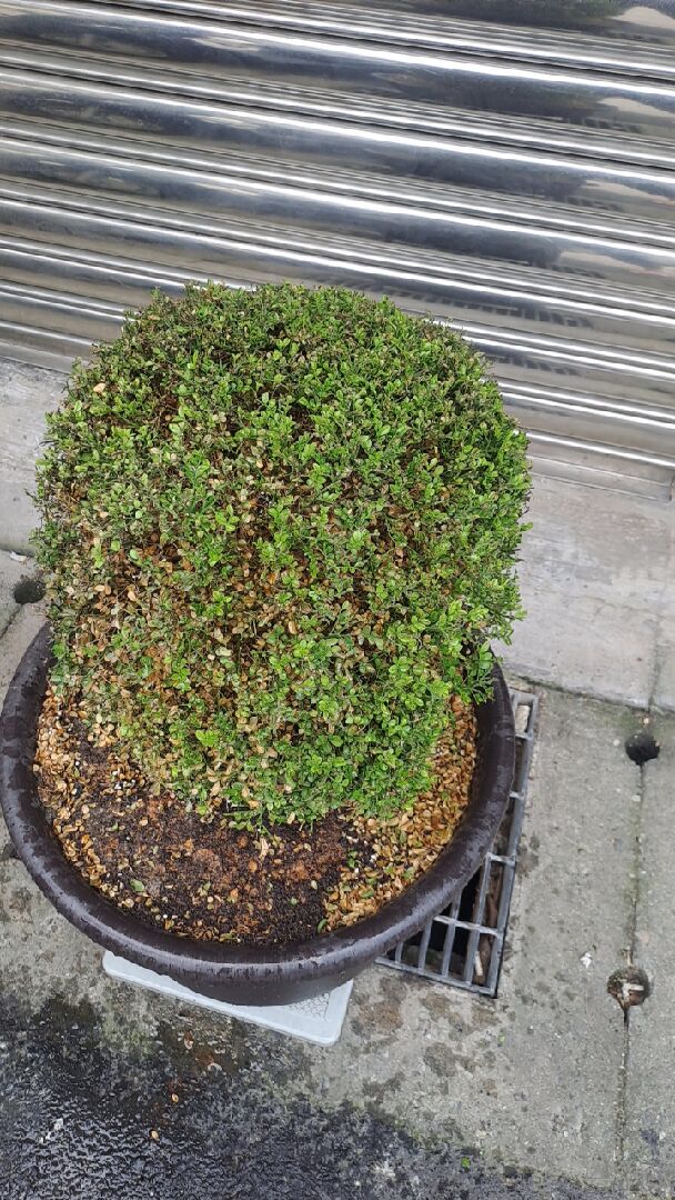 細葉七里香枯黃