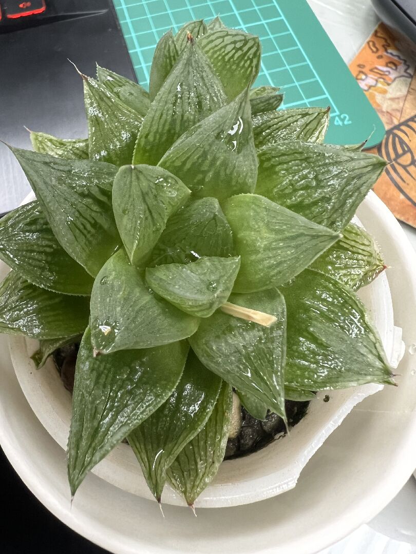 請問圖片的植物名稱？