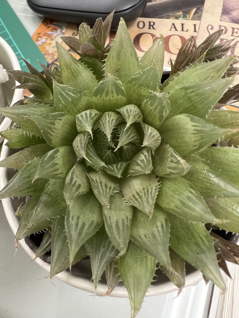 請問圖片的植物名稱？