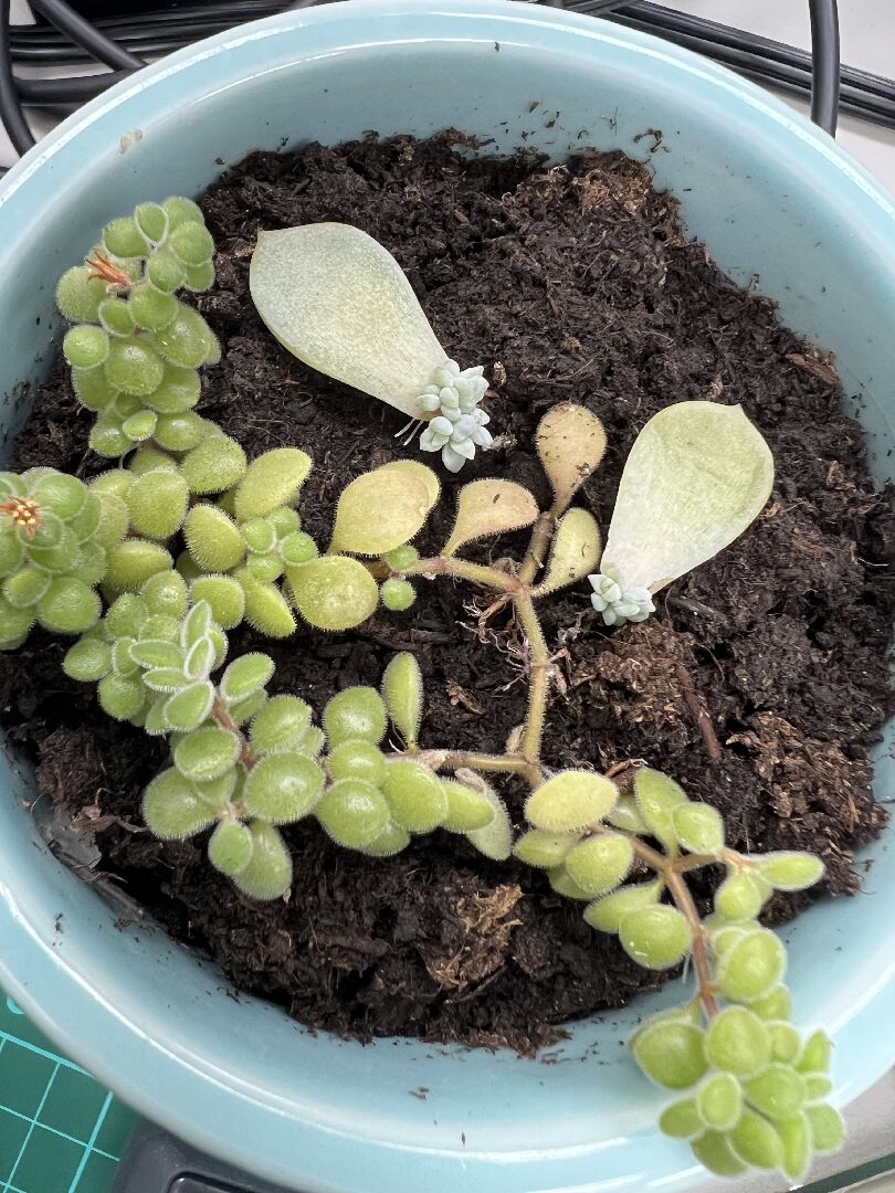 請問圖片的植物名稱？