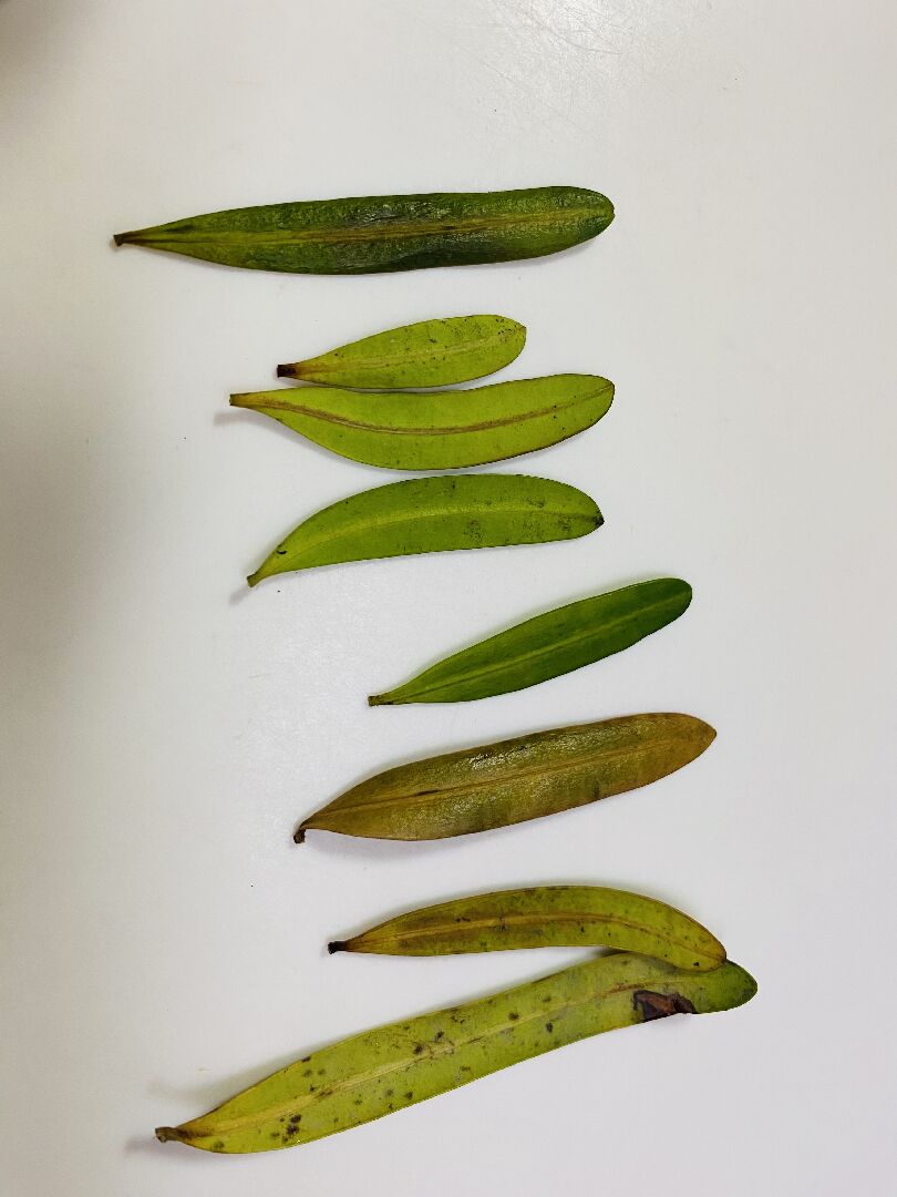 羅漢松好像生病了