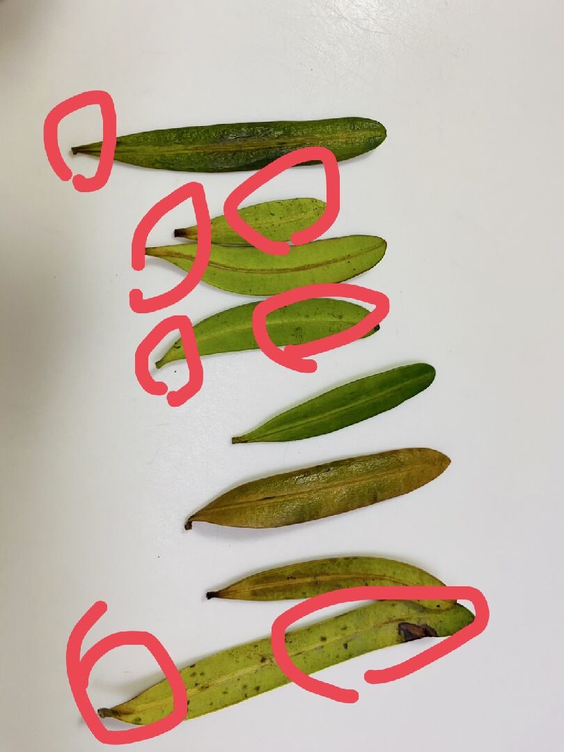 羅漢松好像生病了