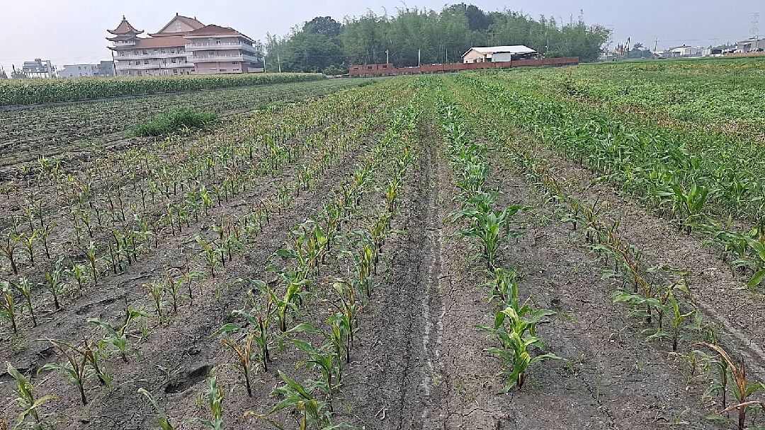 為什麼玉米筍會根爛掉？