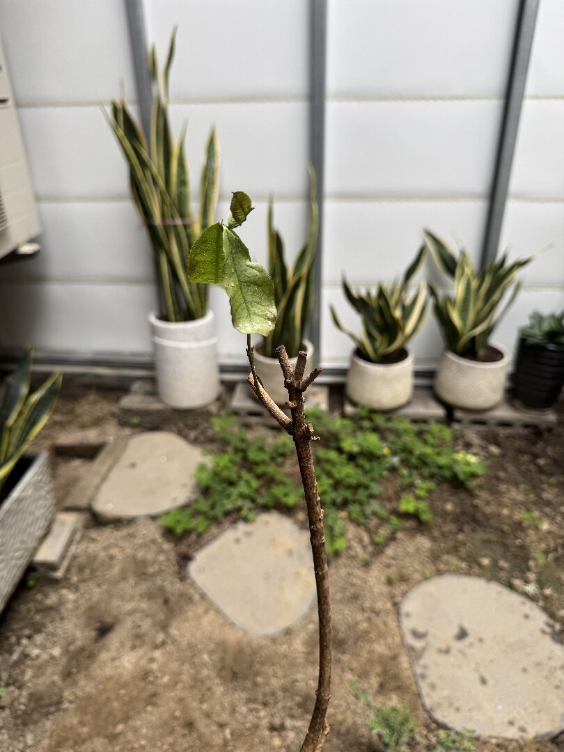 桂花這樣還有救嗎？