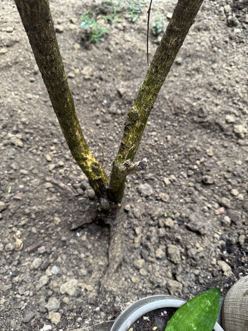 桂花這樣還有救嗎？