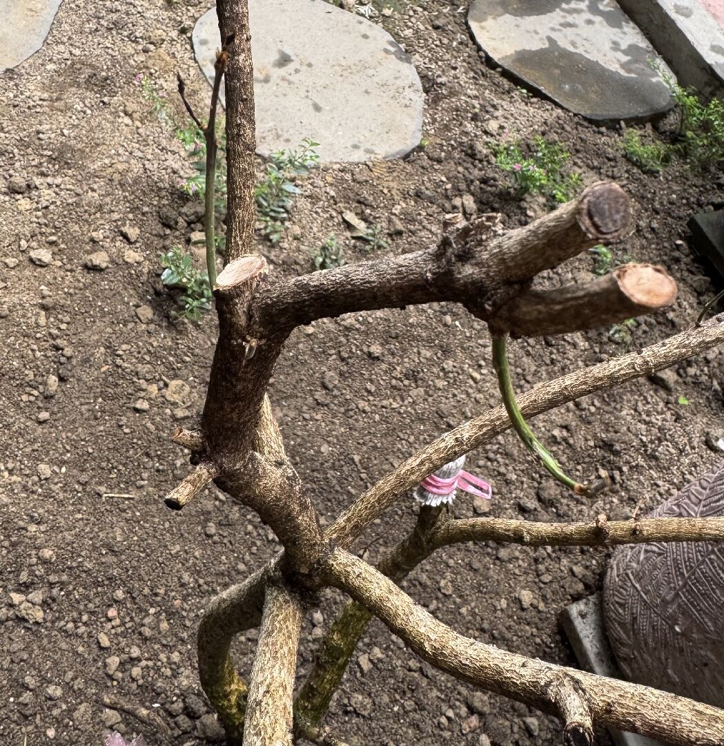 桂花這樣還有救嗎？