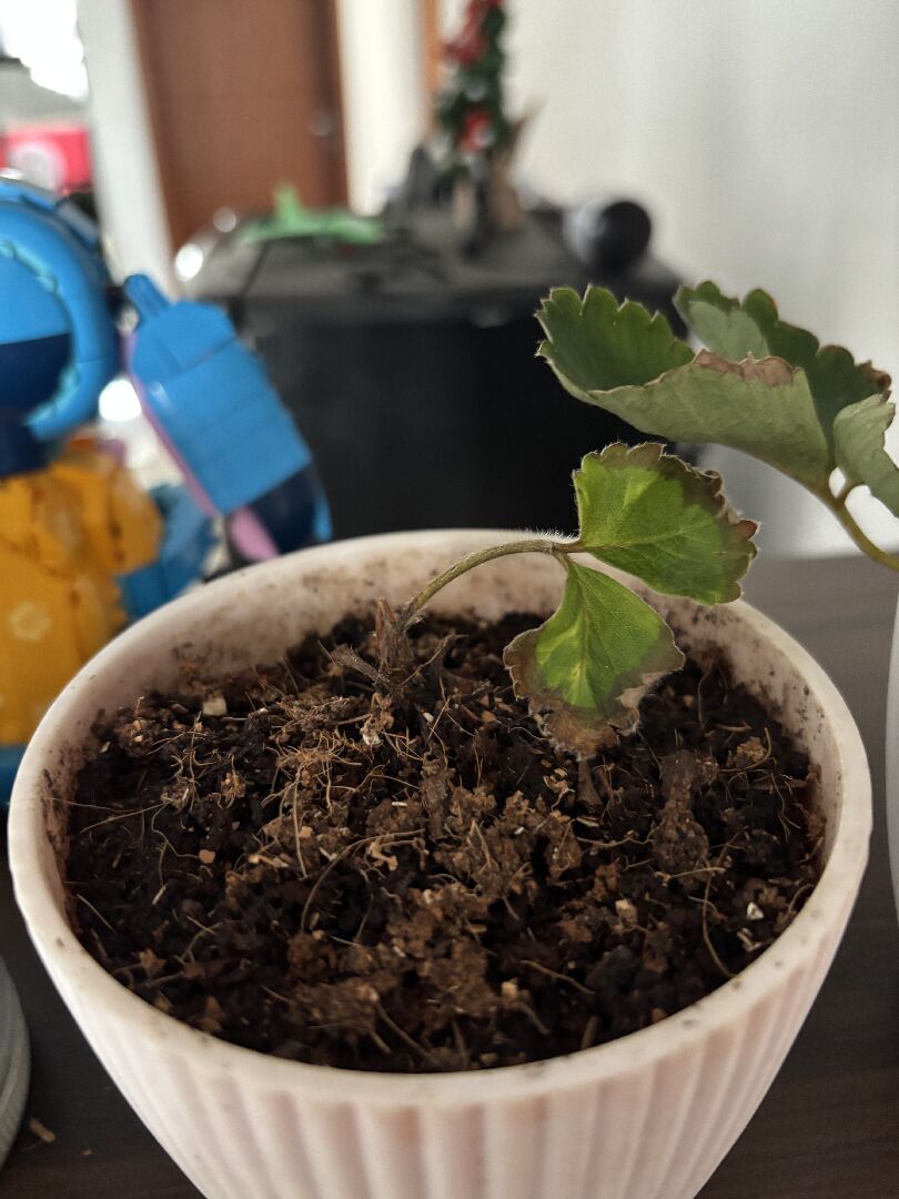 陽台草莓高溫生病 需急救