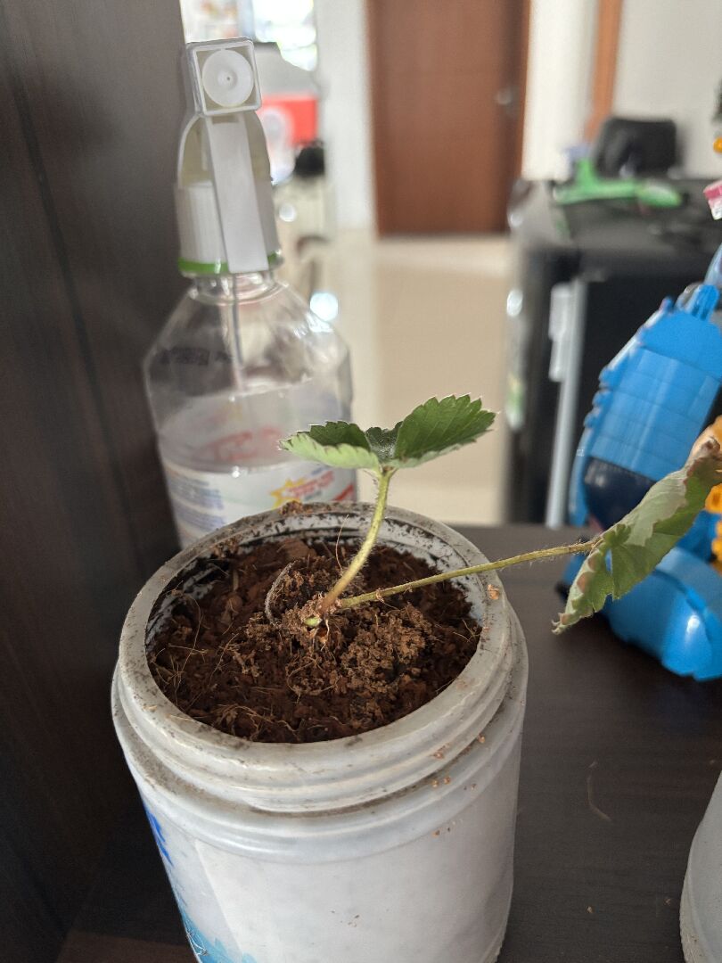 陽台草莓高溫生病 需急救