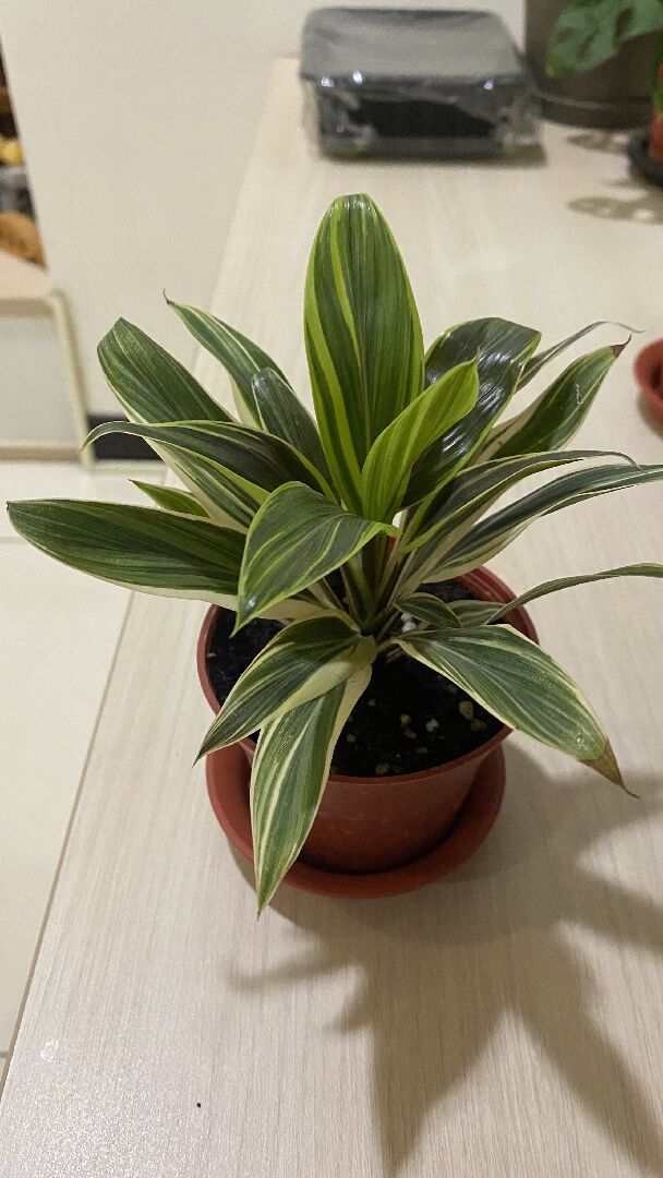 請問這是什麼植物？