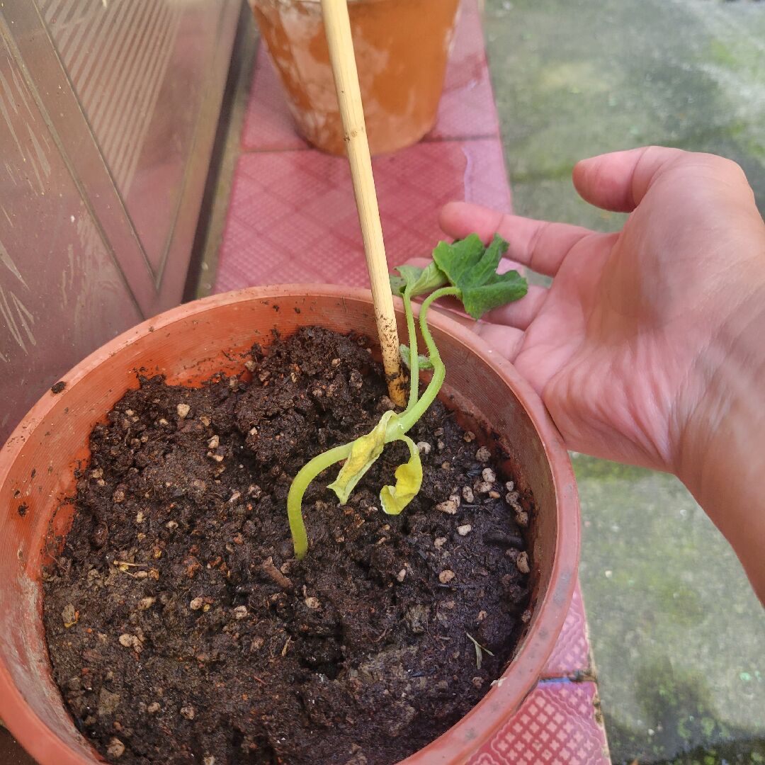 請問我的小黃瓜苗要怎麼救