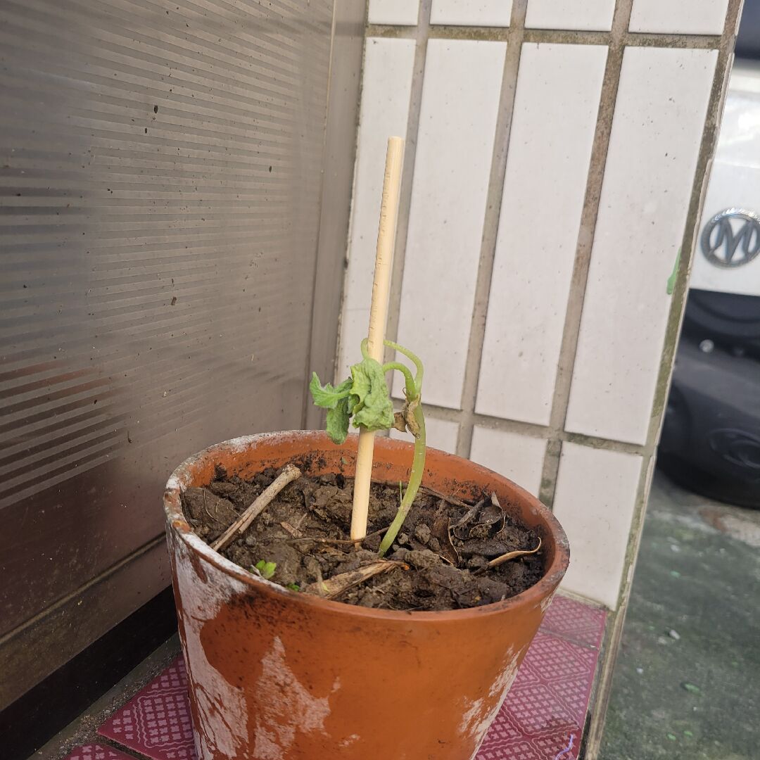 請問我的小黃瓜苗要怎麼救