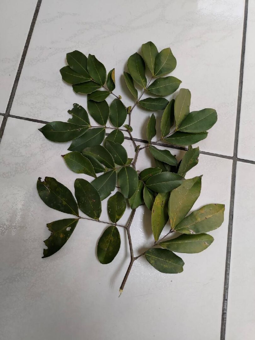 請問這是什麼植物?