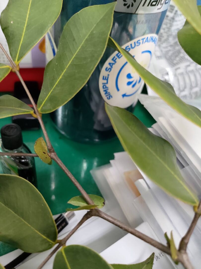 請問這是什麼植物?