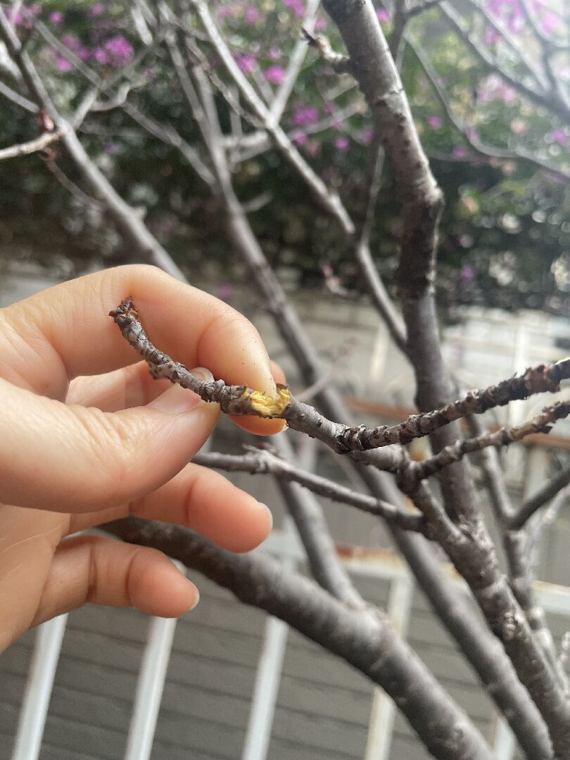 一年多的盆栽櫻花樹枯萎