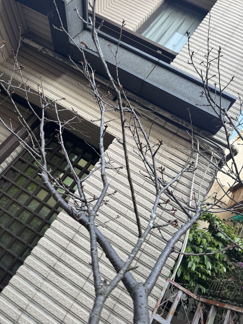 一年多的盆栽櫻花樹枯萎