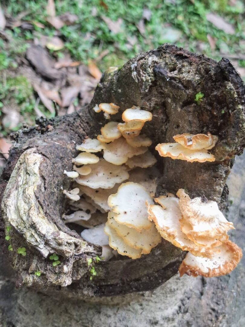 請問這是什麼菇？