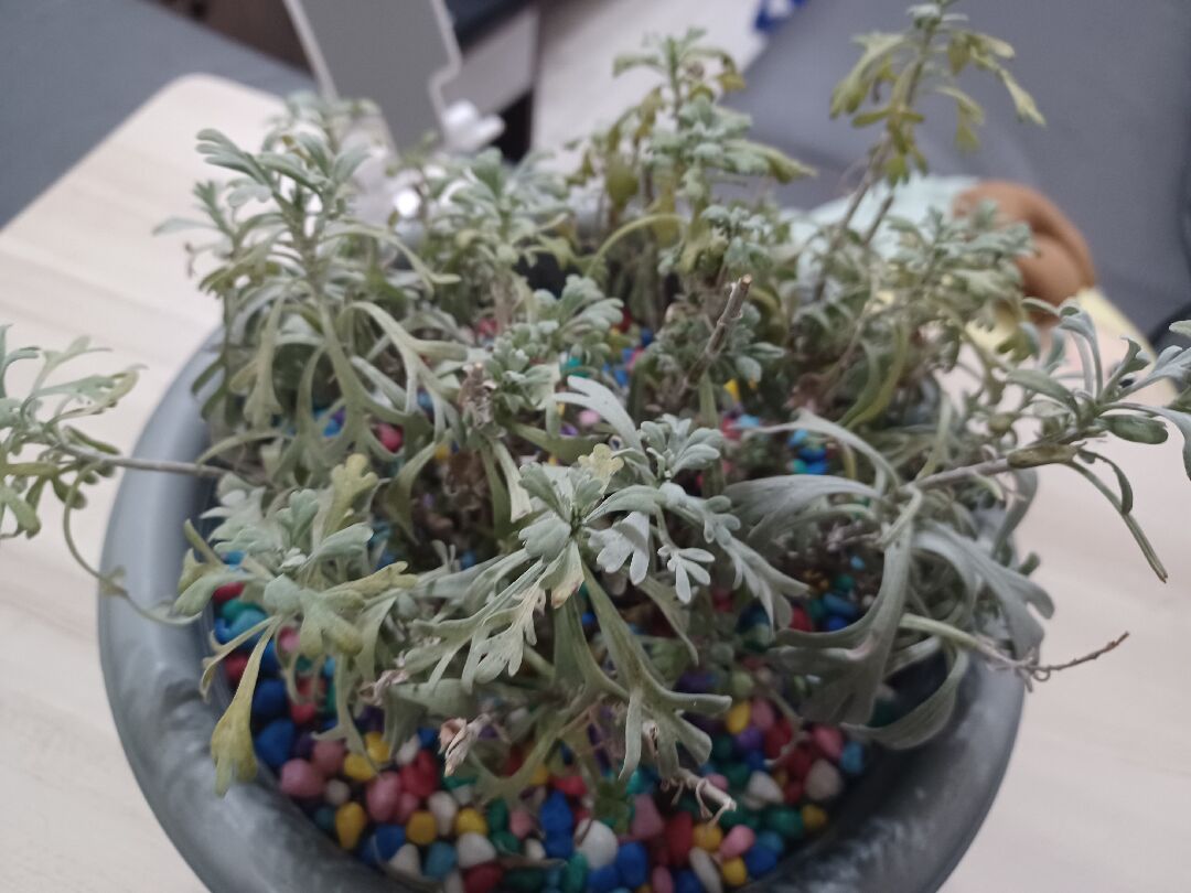 我的芙蓉怎麼變小又醜