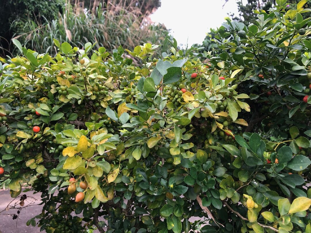 七里香葉子變黃掉葉子，樹枝慢慢枯死