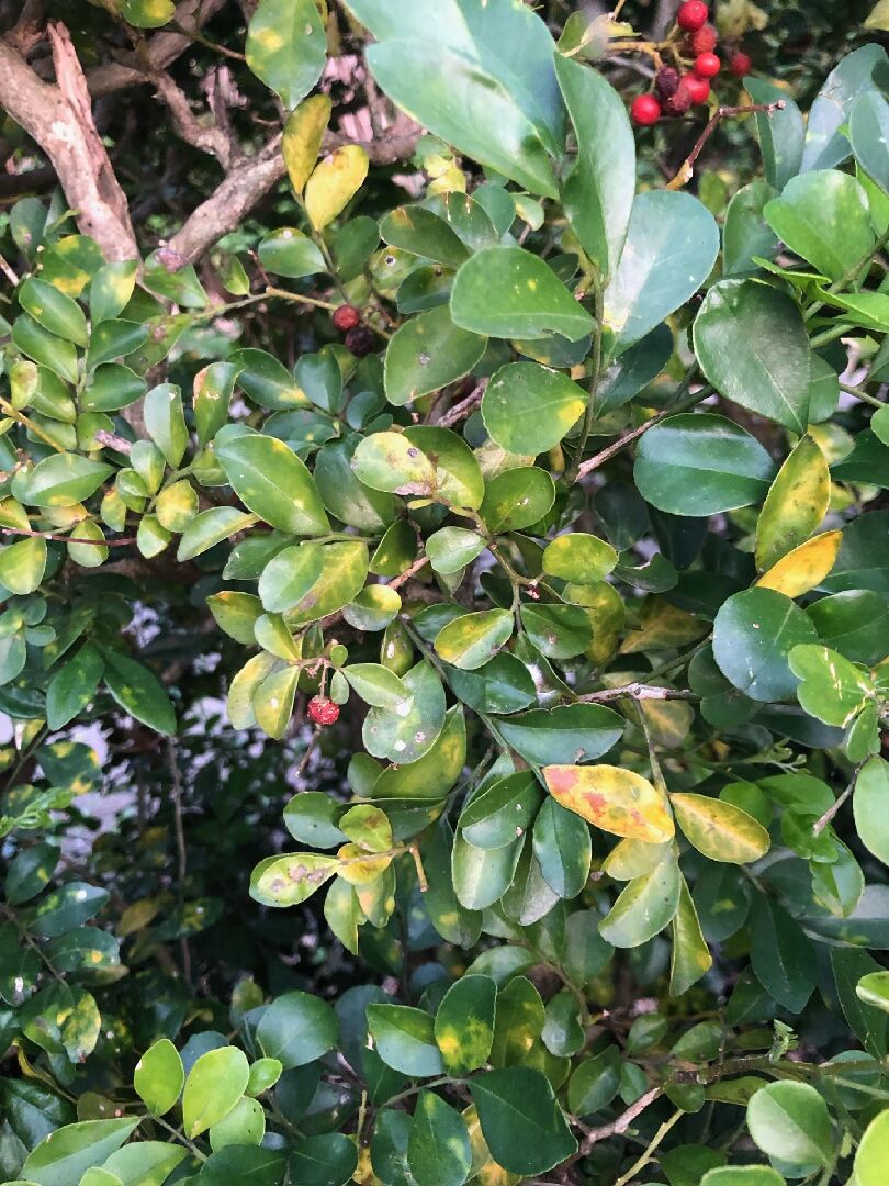 七里香葉子變黃掉葉子，樹枝慢慢枯死