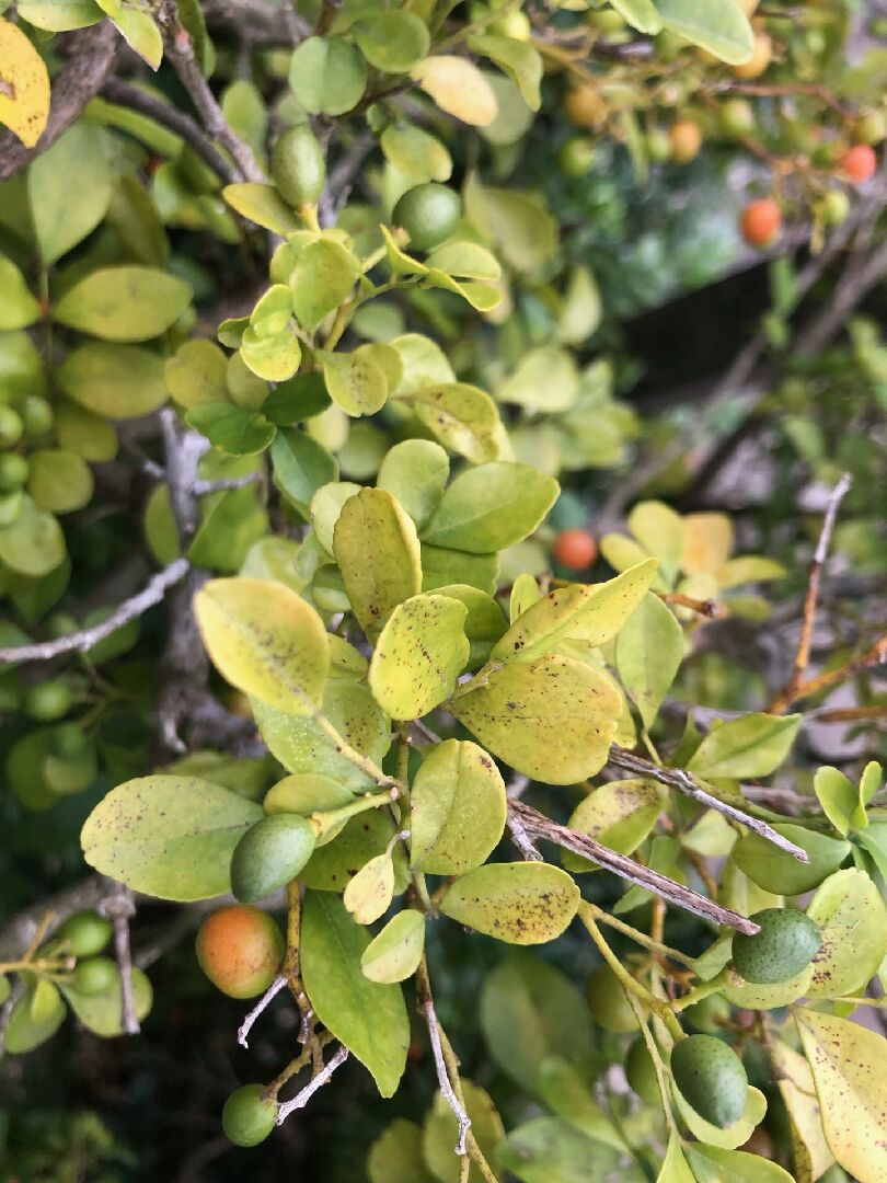 七里香葉子變黃掉葉子，樹枝慢慢枯死