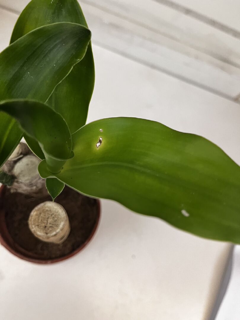 巴西鐵樹葉子末端捲曲且有洞