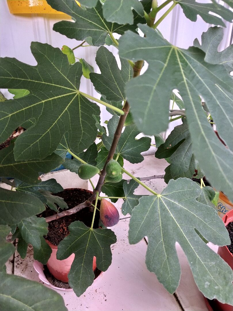 養了它幾年