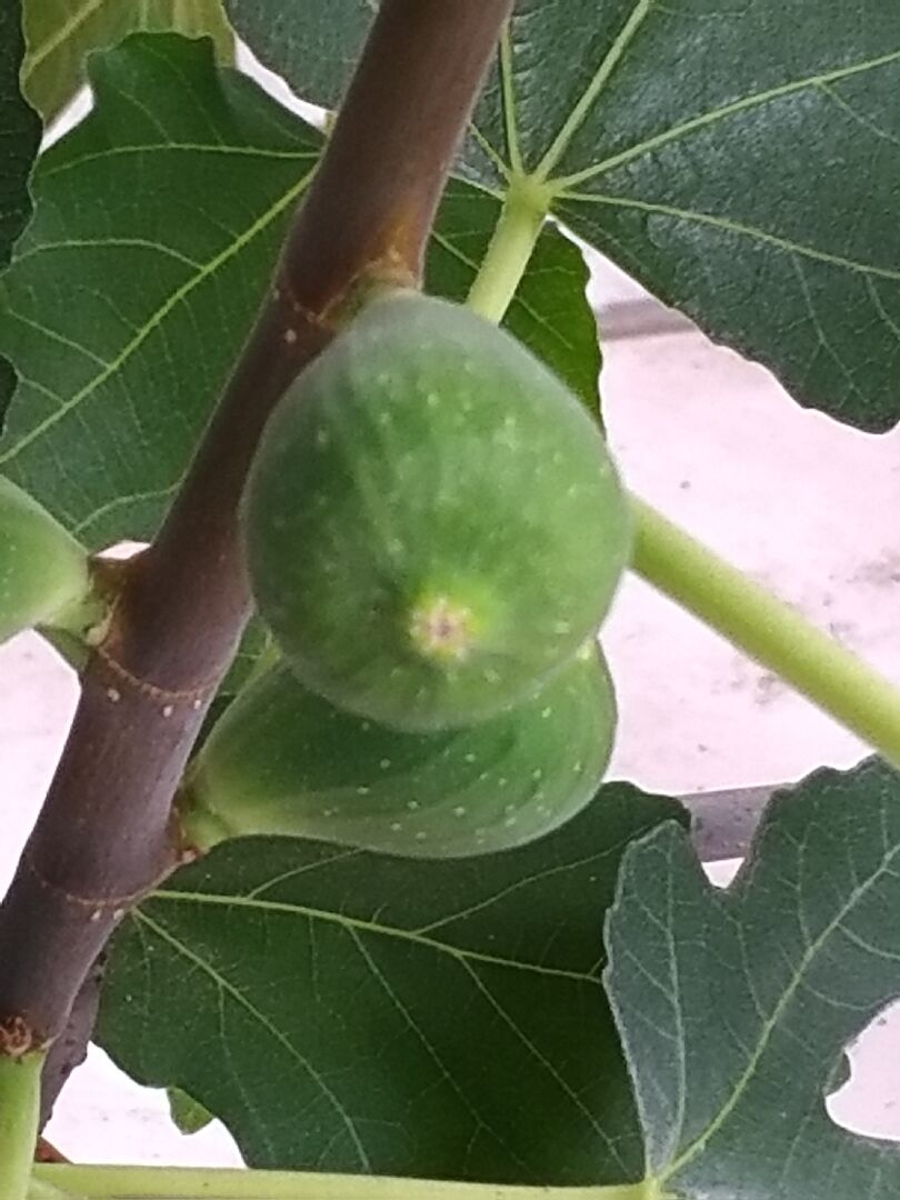 養了它幾年