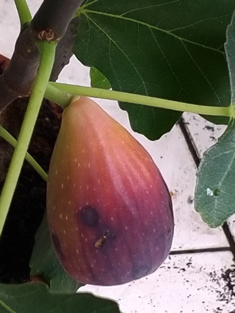 養了它幾年