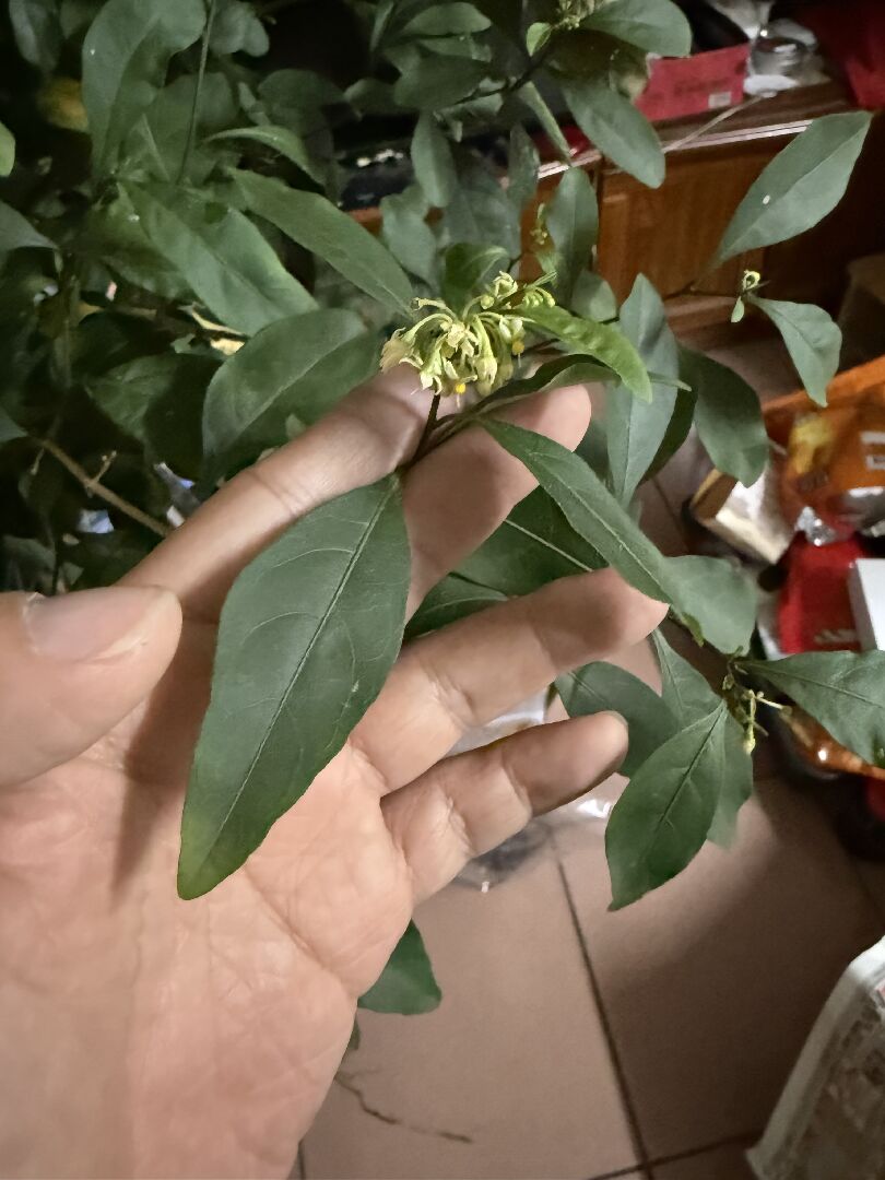 詢問植物名稱
