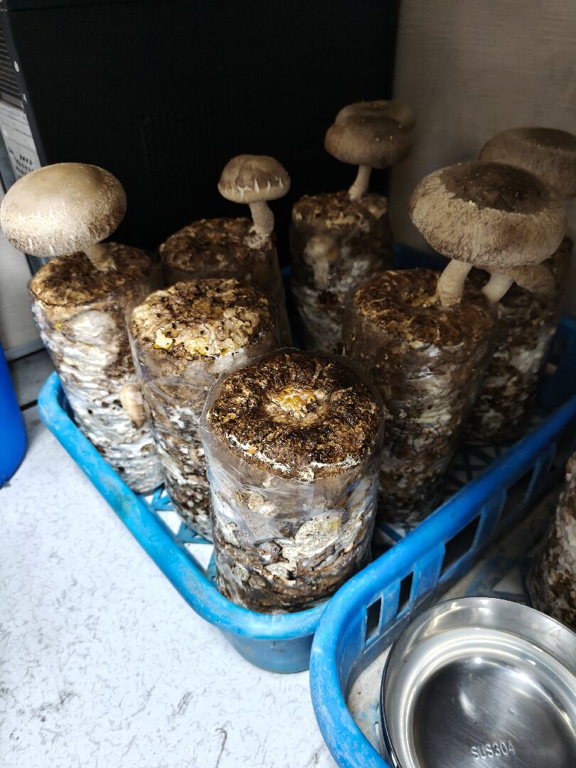 香菇太空包狀況評估