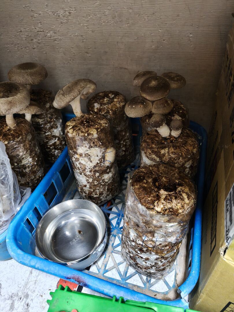 香菇太空包狀況評估