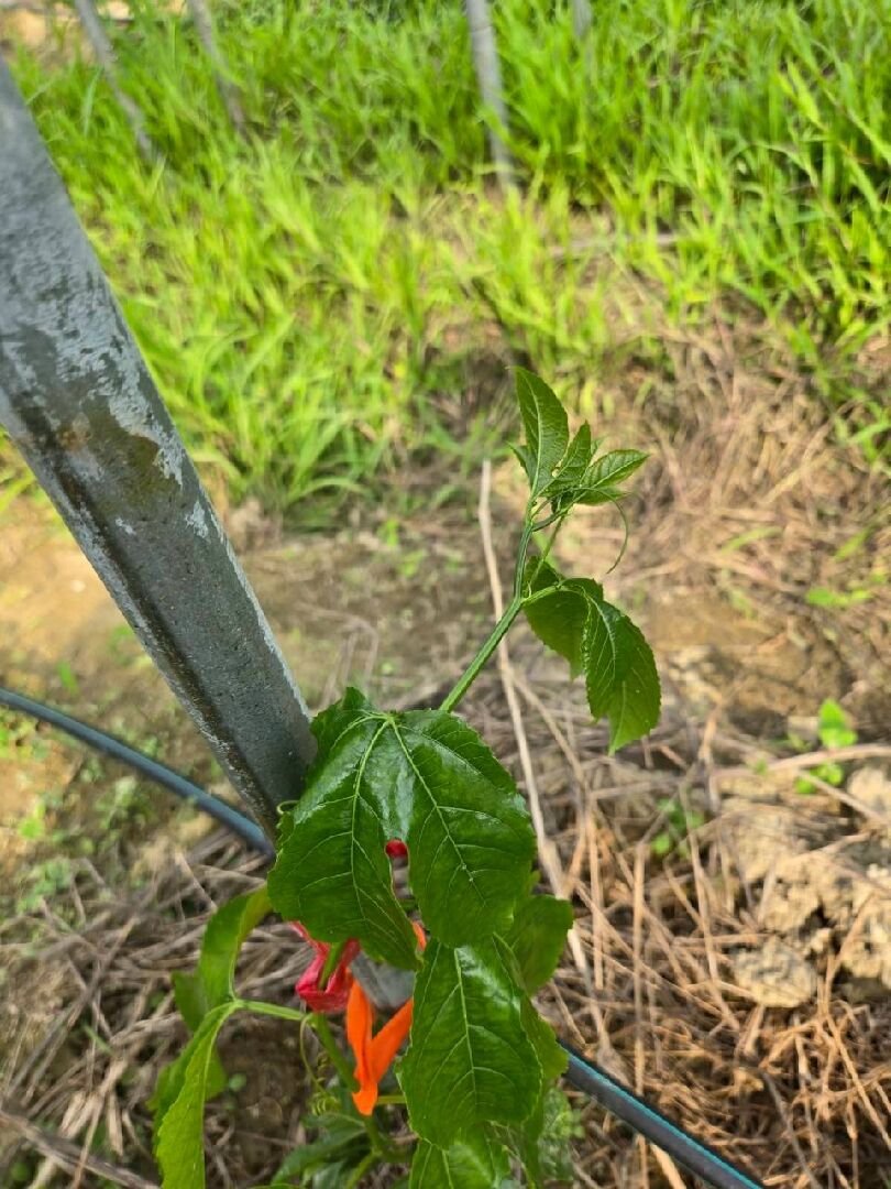 百香果葉片萎凋