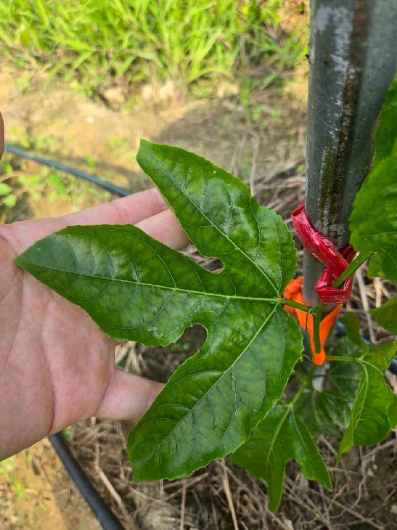 百香果葉片萎凋