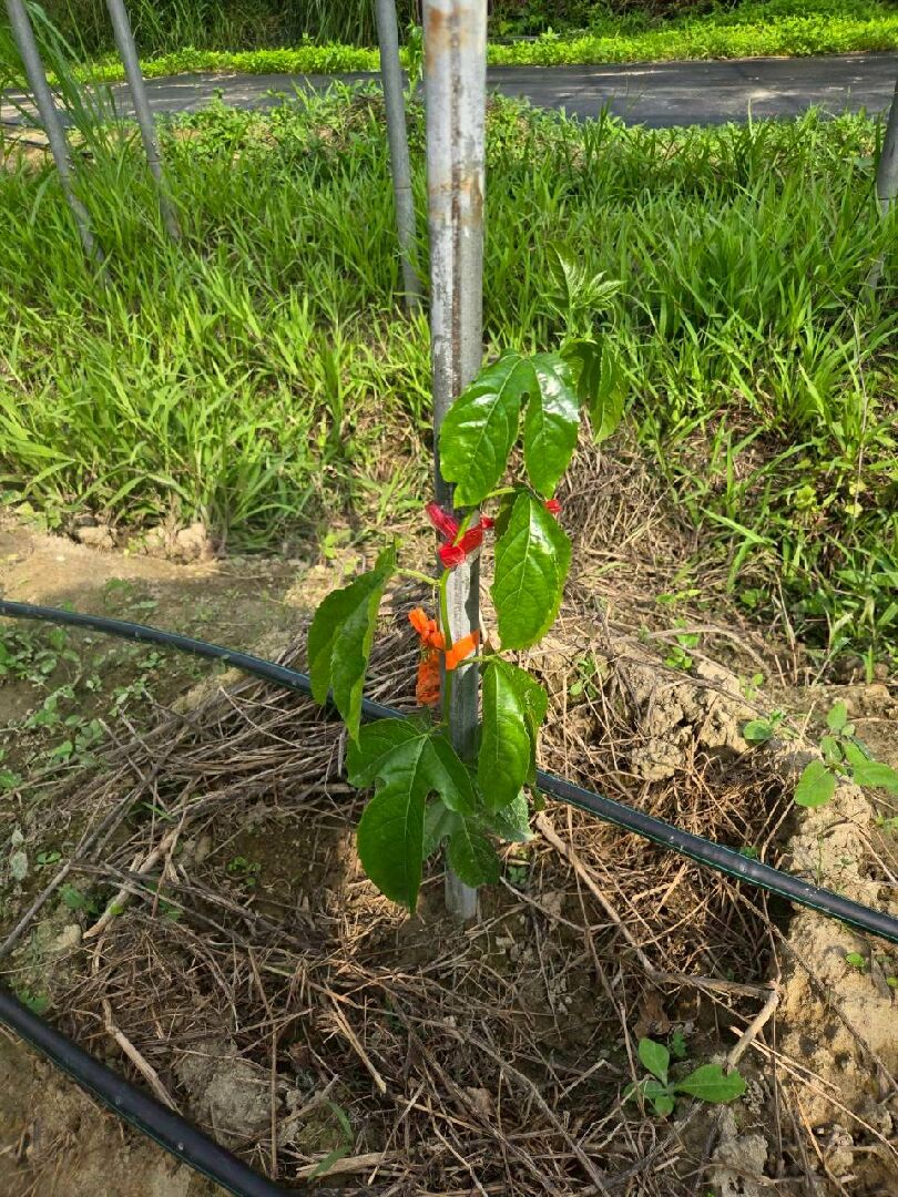 百香果葉片萎凋
