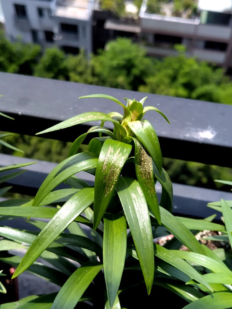 鐵炮百合葉片褐變軟爛
