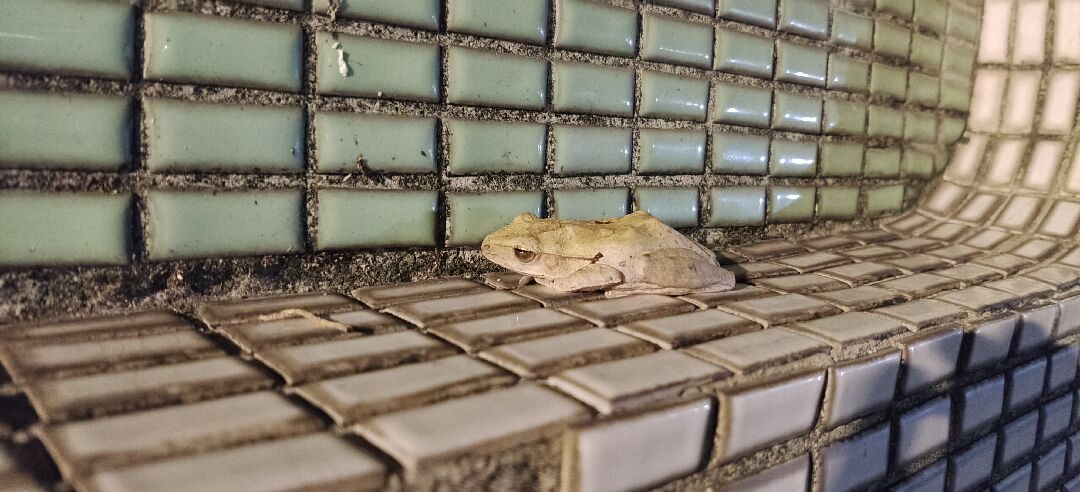 想請問青蛙or樹蛙的名字