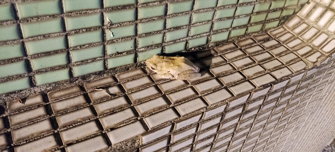 想請問青蛙or樹蛙的名字